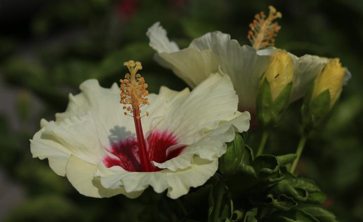 5.朱槿花-白花紅心。