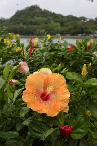 1.碧湖公園湖畔的朱槿花。