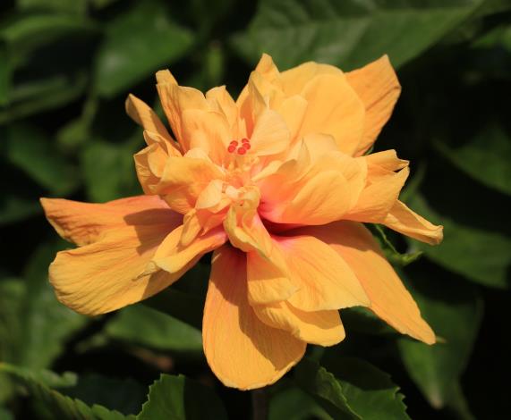 14.朱槿花-橘色重瓣。