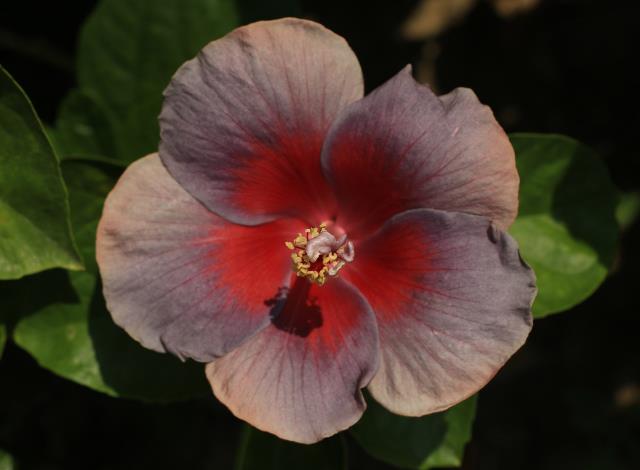 11.朱槿花-紫花紅心。