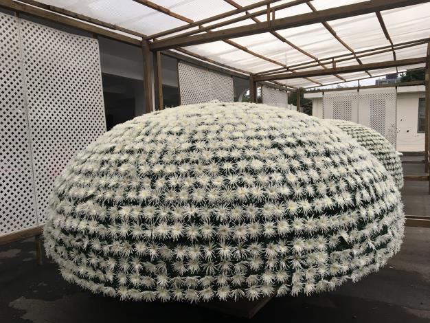 圖7    公園處耗時二年栽培的菊展嬌客~大立菊.JPG