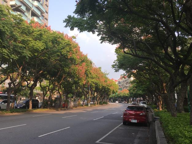 圖二、忠誠路臺灣欒樹大道.JPG