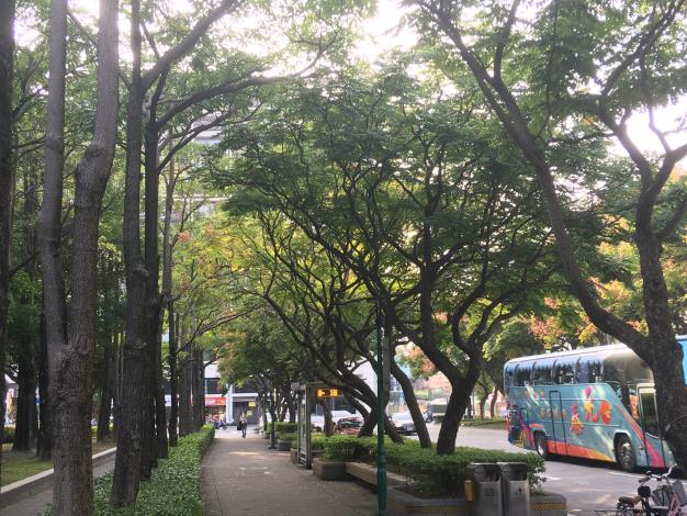 圖三、忠誠公園側臺灣欒樹大道.JPG