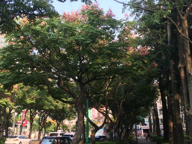 圖一、忠誠公園側臺灣欒樹大道.JPG