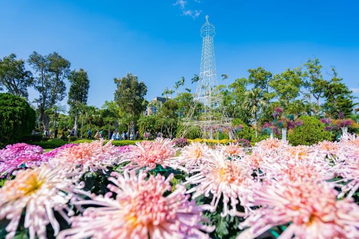 圖4.菊花與8米高的艾菲爾鐵塔譜出「浪漫香頌」 (攝至邱友文)