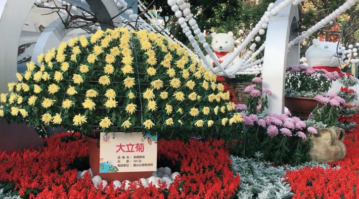 圖3. 大立菊“泉鄉新綠”擁有滿滿的365朵花