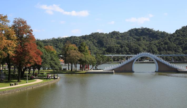 1.大湖公園的落羽杉已經開始變色。