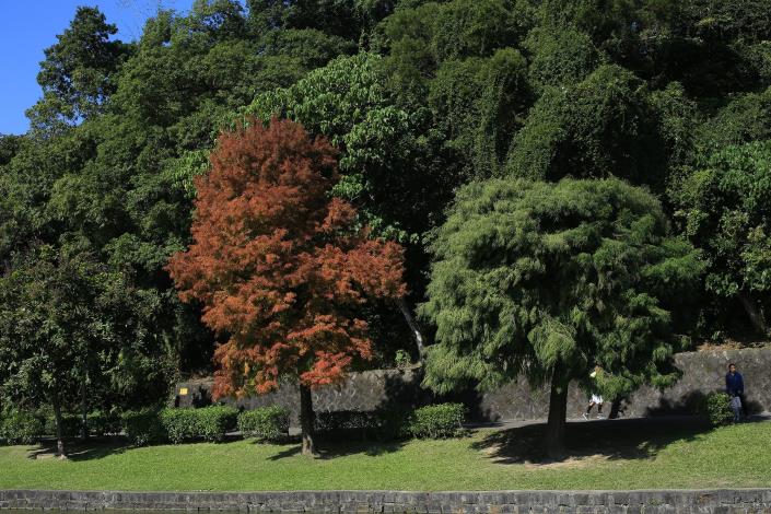 7.碧湖公園九曲橋頭的落羽杉(左)與墨西哥落羽杉(右)。