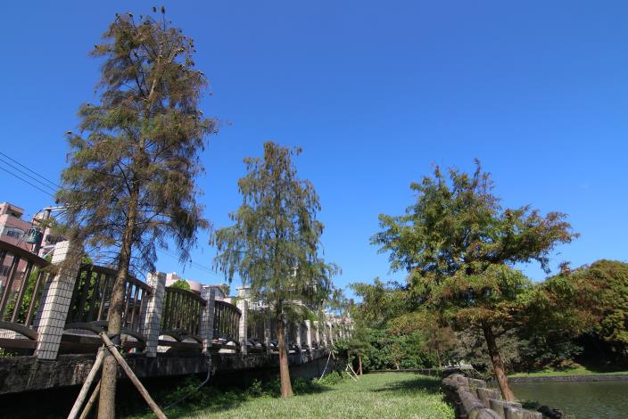 6.大湖街168巷欄干旁的池杉，與湖畔的落羽杉(右)。