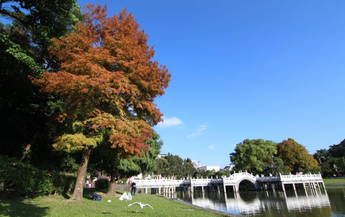 2.碧湖公園九曲橋頭的落羽杉。