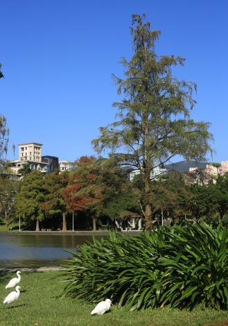 9.大湖公園錦帶橋西側的池杉，結實纍纍。