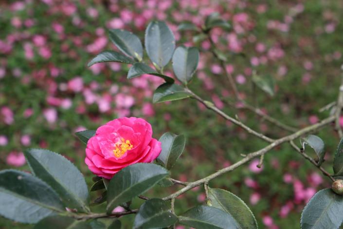 紅色茶梅