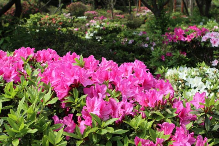 去年杜鵑花盛開