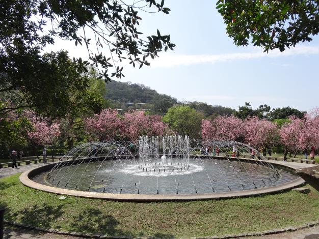 去年陽明公園櫻花盛開