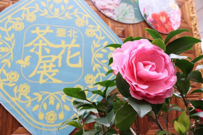 去年臺北茶花展