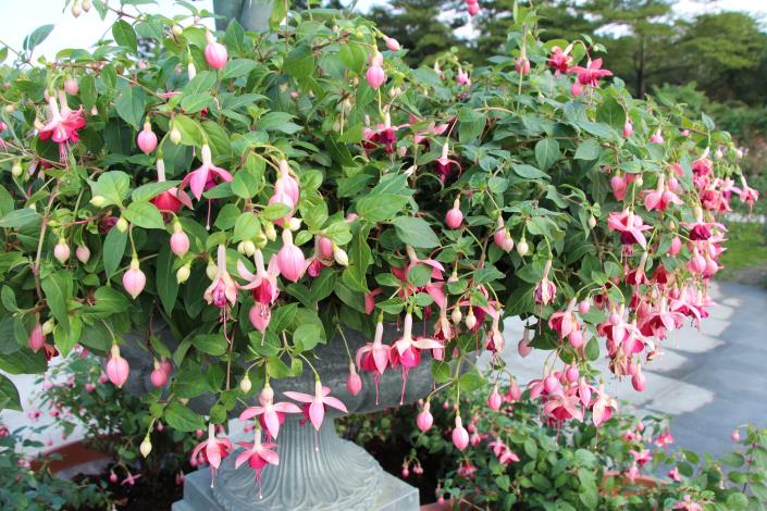 圖14、旁邊的植栽還有吊鐘花唷.JPG