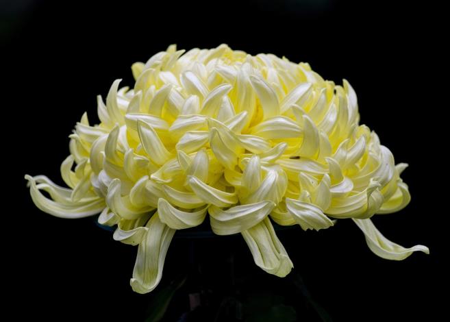 圖8. 佳作：「花羽.花語」攝自鄭宇斌