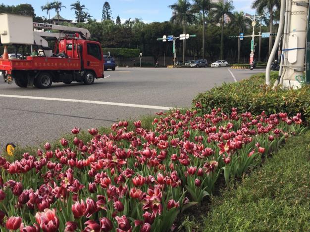 (圖4)優雅鬱金香花讓臺北街角轉身瞥見荷蘭