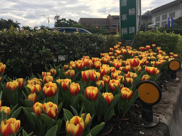 (圖2)耀眼鬱金香花團錦簇美不盛收