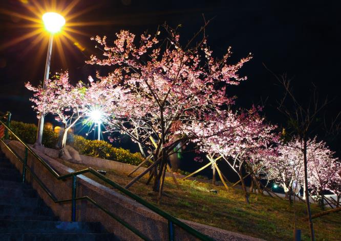 樂活公園夜櫻(資料照片共2張)