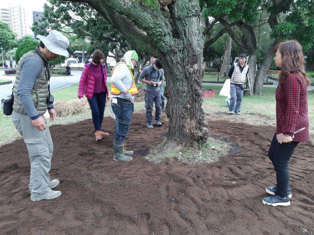 圖五、輕輕踩實新覆的營養土，增加根系與土壤的接觸面積