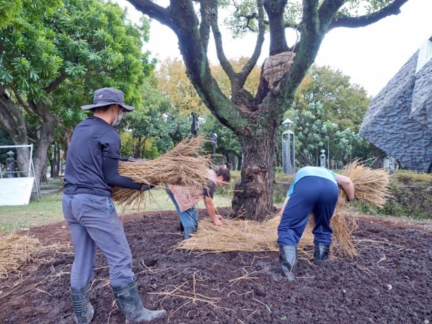圖八、鋪上稻草，避免水分散失
