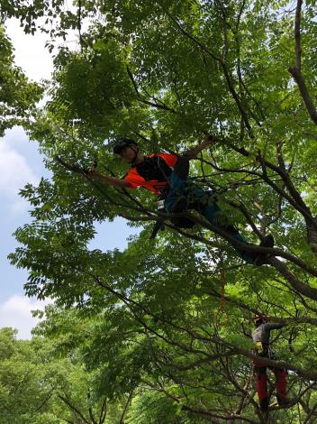 圖8.攀樹師進行樹冠尾部修剪，維持樹木透光、通風性