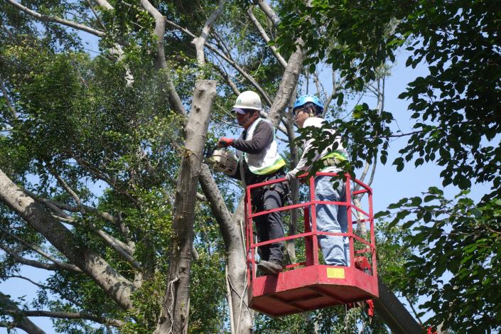 圖5.國內樹藝師進行樹木修剪，維持樹體優美.JPG