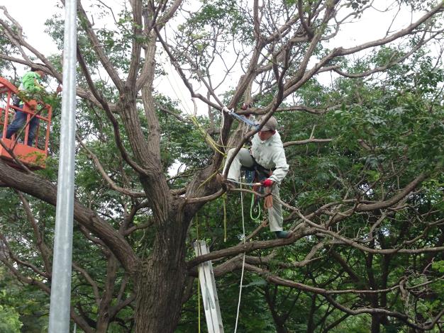 圖3.日本樹木醫現場進行攀樹指導修剪技術.JPG