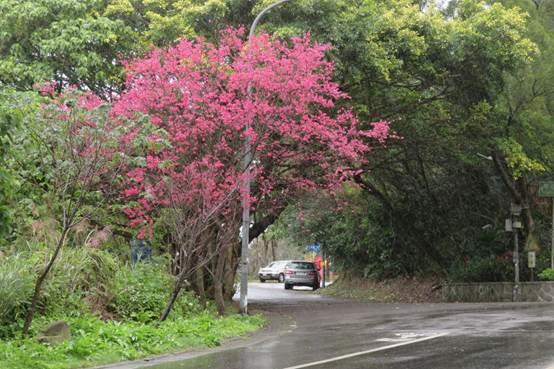 (圖4) 中社路2段翠山街口山櫻花