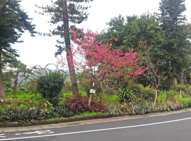 (圖1) 鐵人公園的櫻花為各位單車鐵人們加油