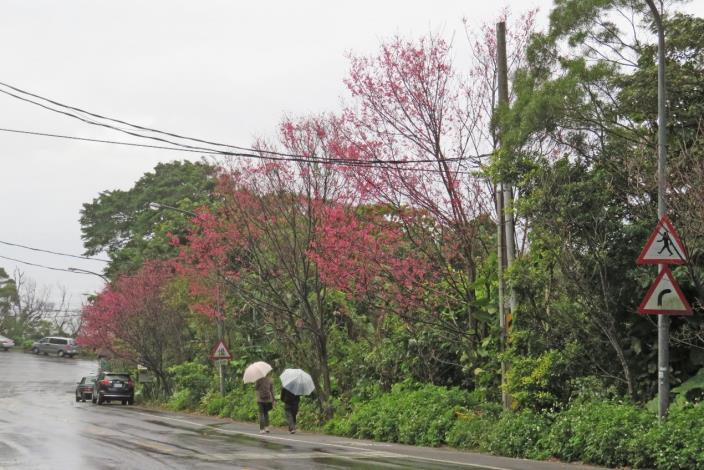 (圖7) 「雙溪社區站」旁的山櫻花