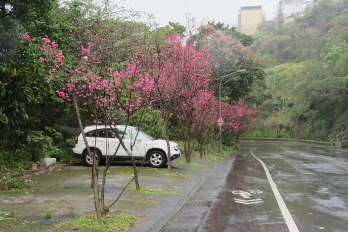 (圖5) 中社路2段「雙溪站二」山櫻花