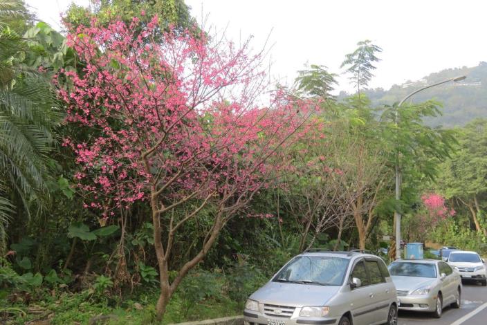(圖3) 中社路2段近雙溪國小山櫻花