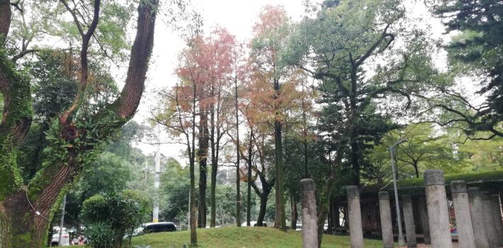 (圖2)南港區九如綠地落羽松悄然換紅妝