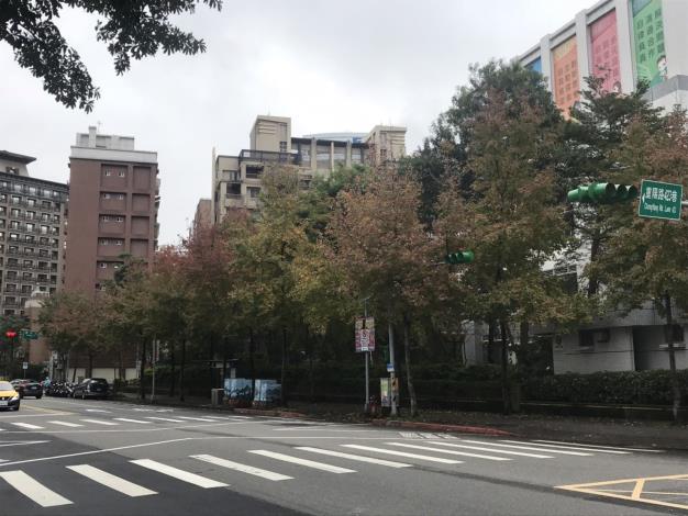 (圖4)南港區重陽路楓香披著三色的冬衣