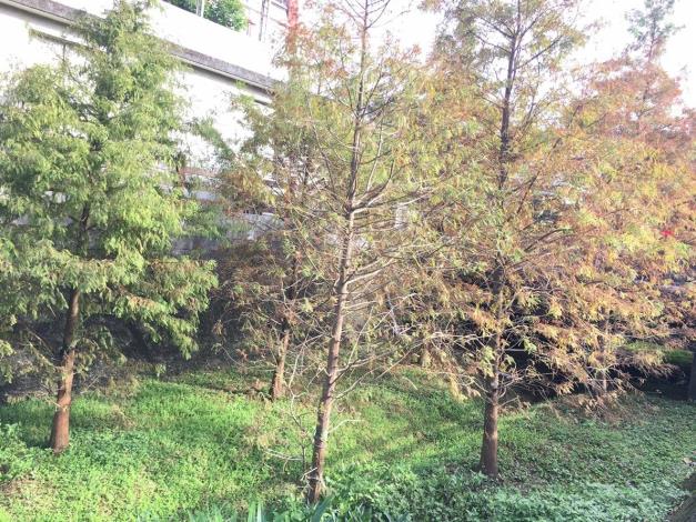 (圖1) 內湖區117綠地落羽松迎著煦陽