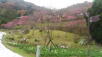 照片3.櫻花溪流區昭和櫻現況1