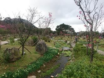 照片4.櫻花溪流區昭和櫻現況2