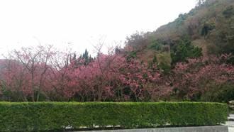 照片2.花鐘區八重櫻現況2