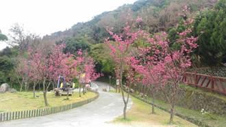 照片1.花鐘區八重櫻現況1