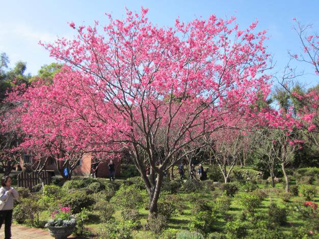 緋寒櫻(花卉中心現況)