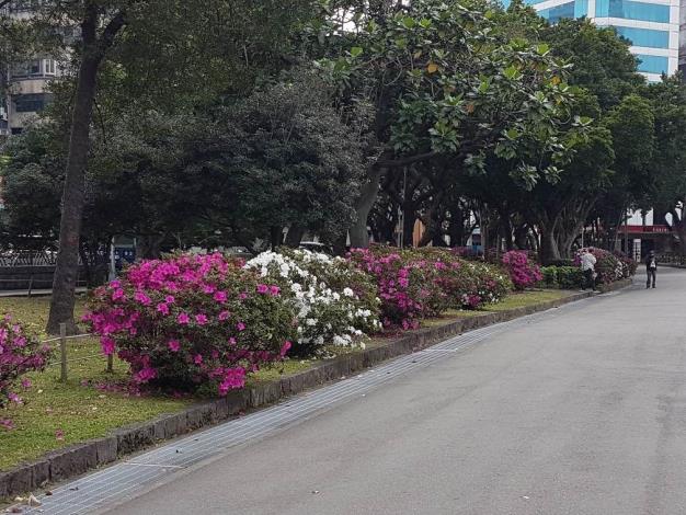 圖3.二二八和平公園杜鵑花已陸續綻放