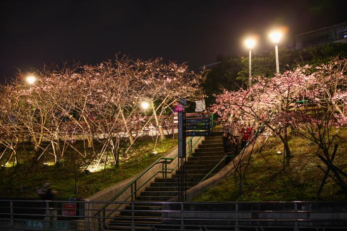 圖2.樂活夜櫻季越夜越美麗