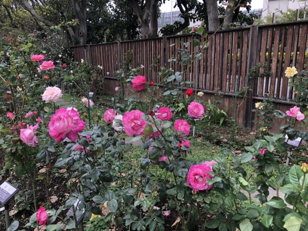 圖5.花博公園新生園區玫瑰花蓄勢待發
