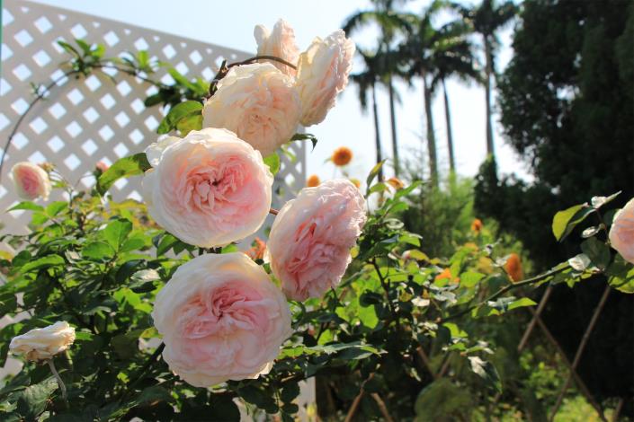圖7. 盛放的美麗玫瑰-蔓粉妝樓
