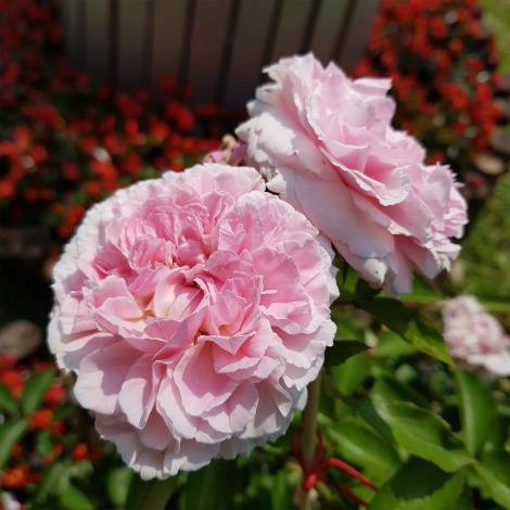 圖10. 盛放的美麗玫瑰-米蘭達