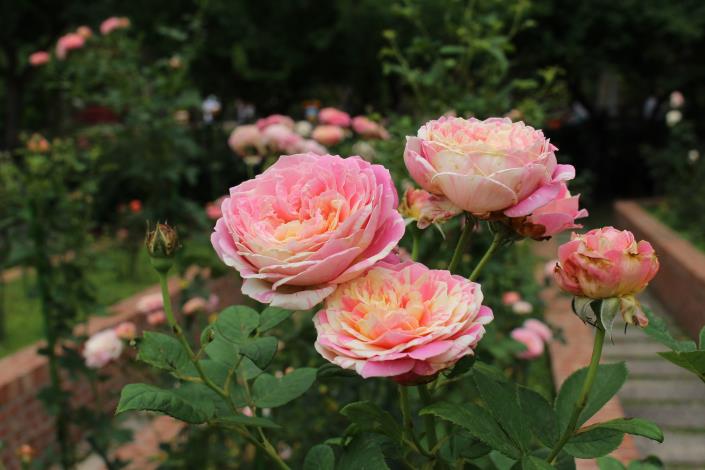 圖4.園區內有許多玫瑰品種，該品種為克勞德莫內