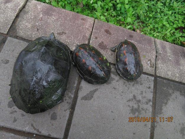 圖9、池內還有許多民眾所放生的烏龜，這些其實是會破壞生態的外來種。