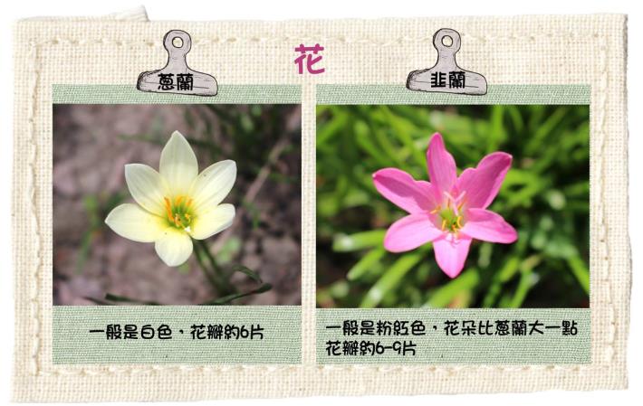 圖6.蔥蘭及韭蘭花瓣的分辨方式